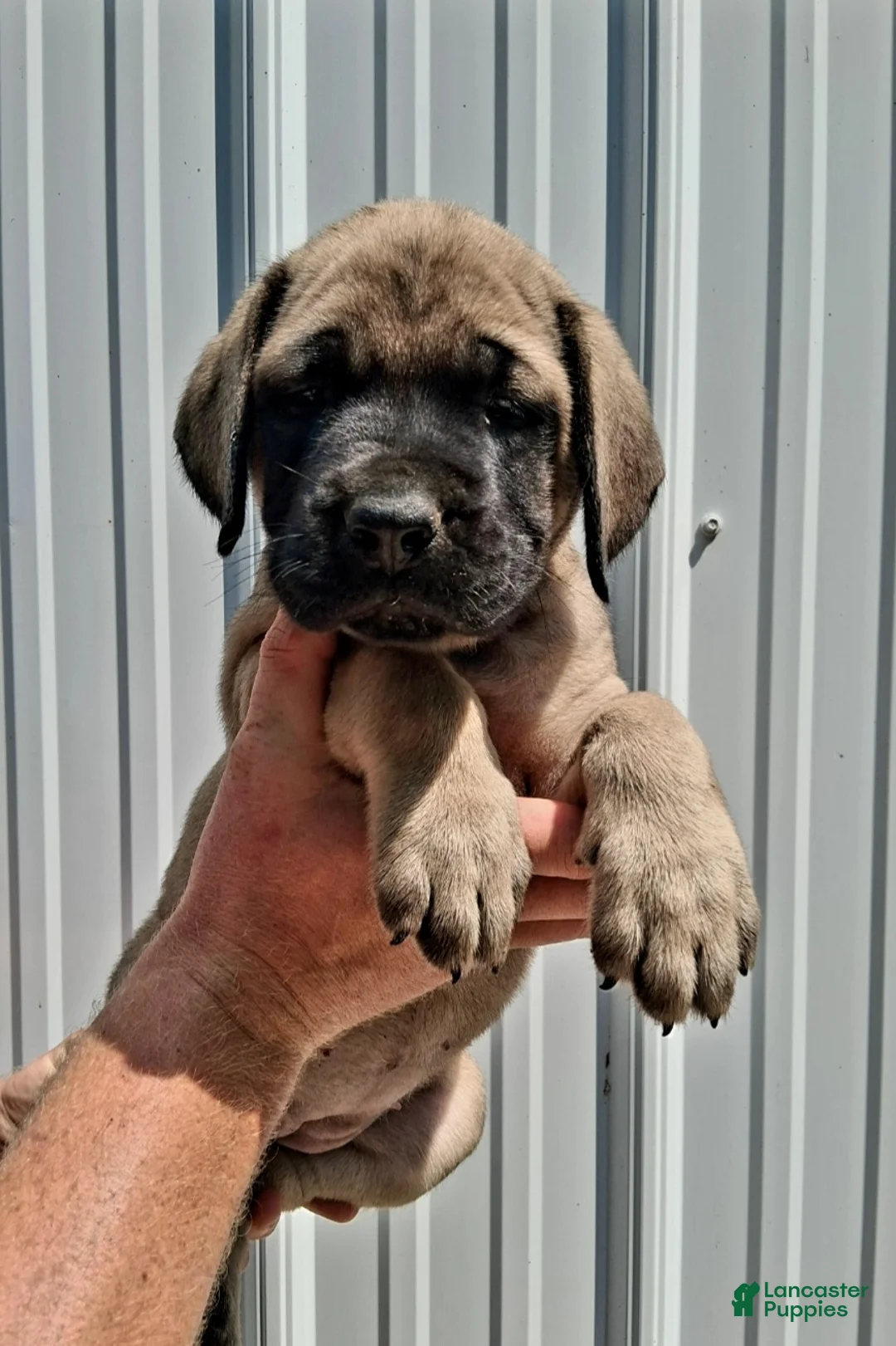 English Mastiff dogs for sale: Tina the GREAT - Ad 2