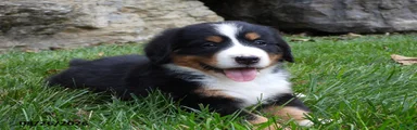 Delilah
