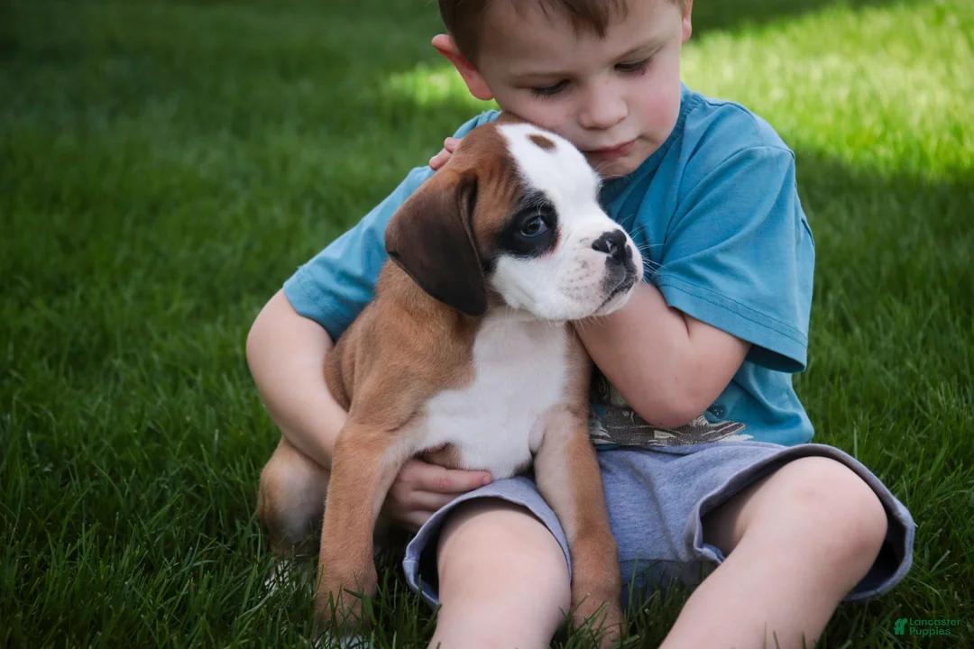 Boxer dogs for sale: Dirk - Ad 2