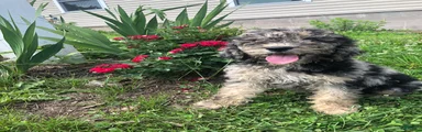 Starry