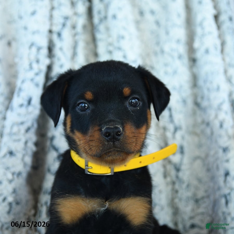 Rottweiler dogs Roman - Ad 2