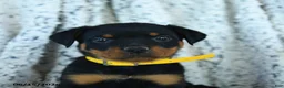 Rottweiler dogs for sale: Roman - Ad 2