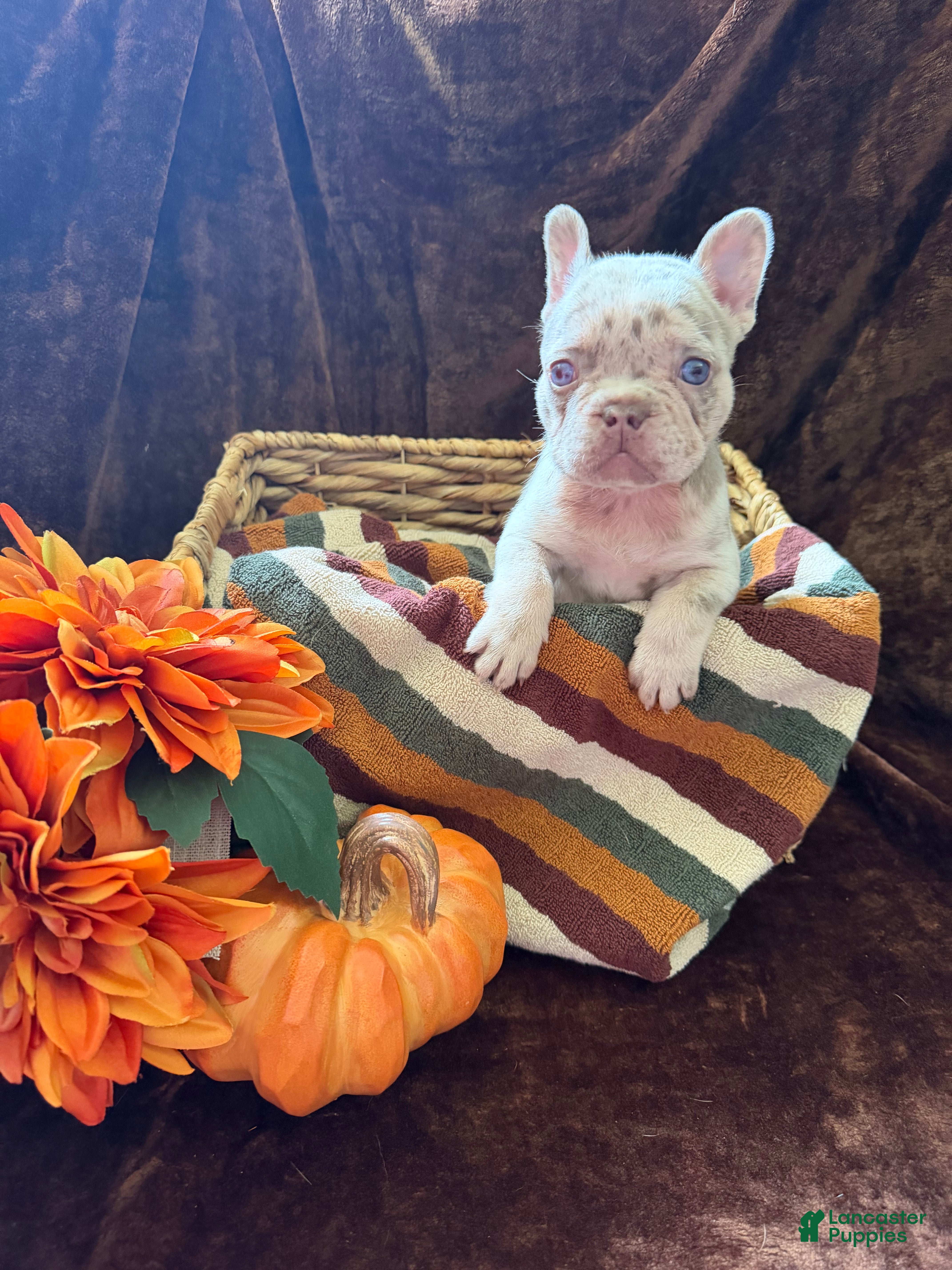 French Bulldog dogs Addie - Ad 2