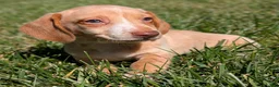 Miniature Dachshund dogs for sale: Biscotti - Ad 3