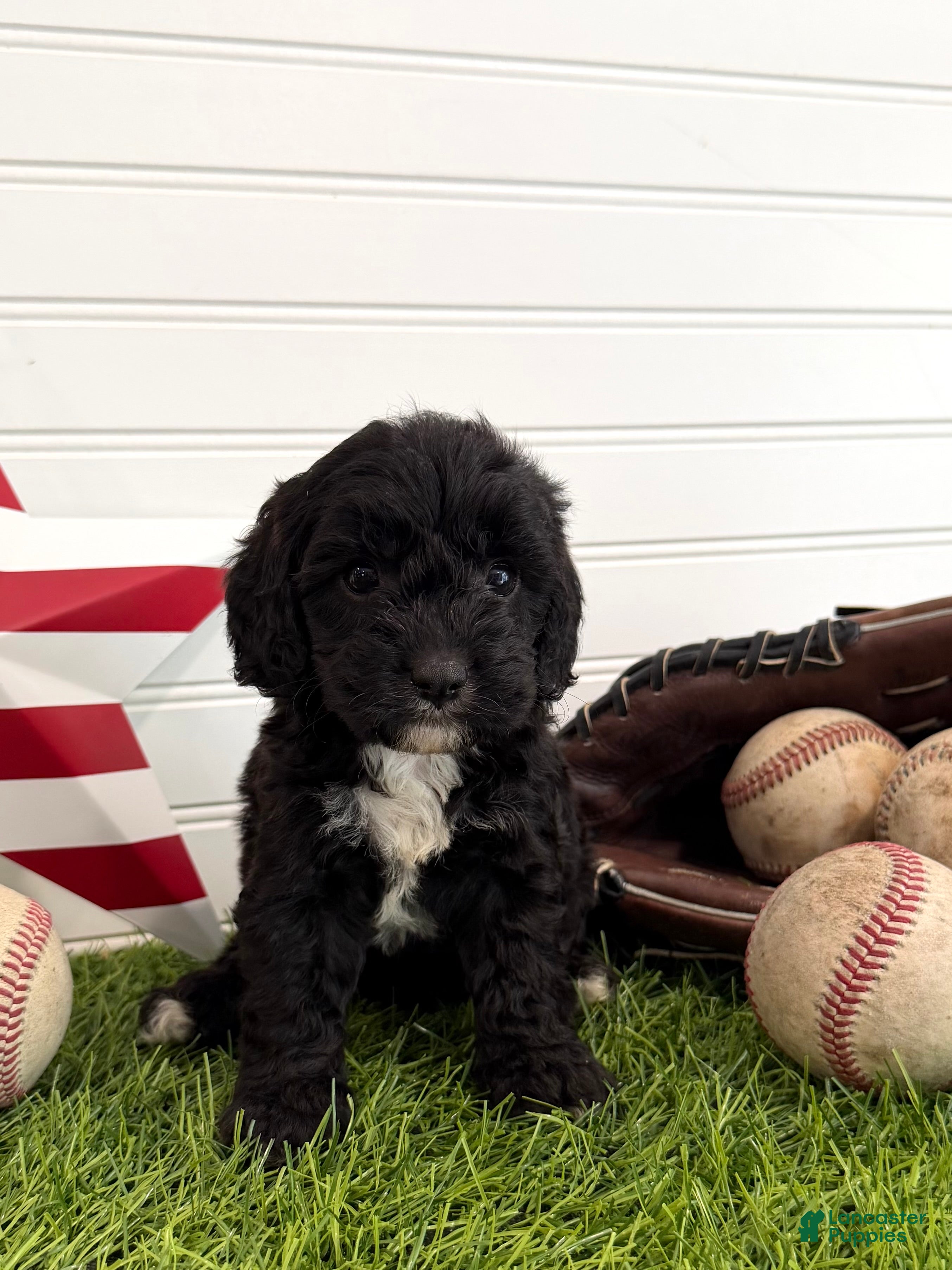 Cavapoo dogs Rocket - Ad 2
