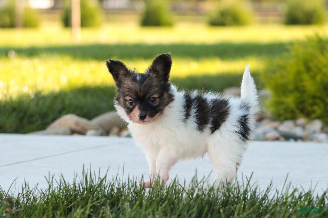 Papillon dogs Laddie Papillon  - Ad 2