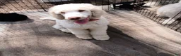 Standard Poodle dogs for sale: Patches - Ad 6