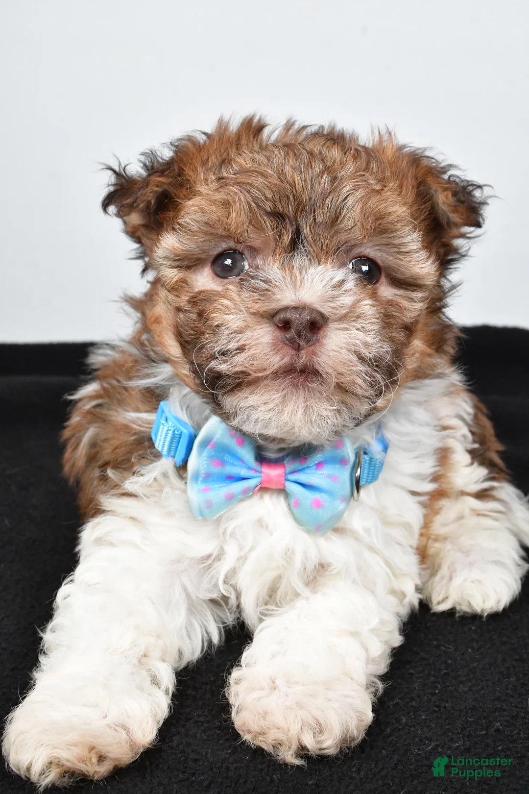 Havanese dogs for sale: Hunter - Ad 4