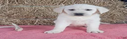 Labrador Retriever dogs for sale: Luna - Ad 3