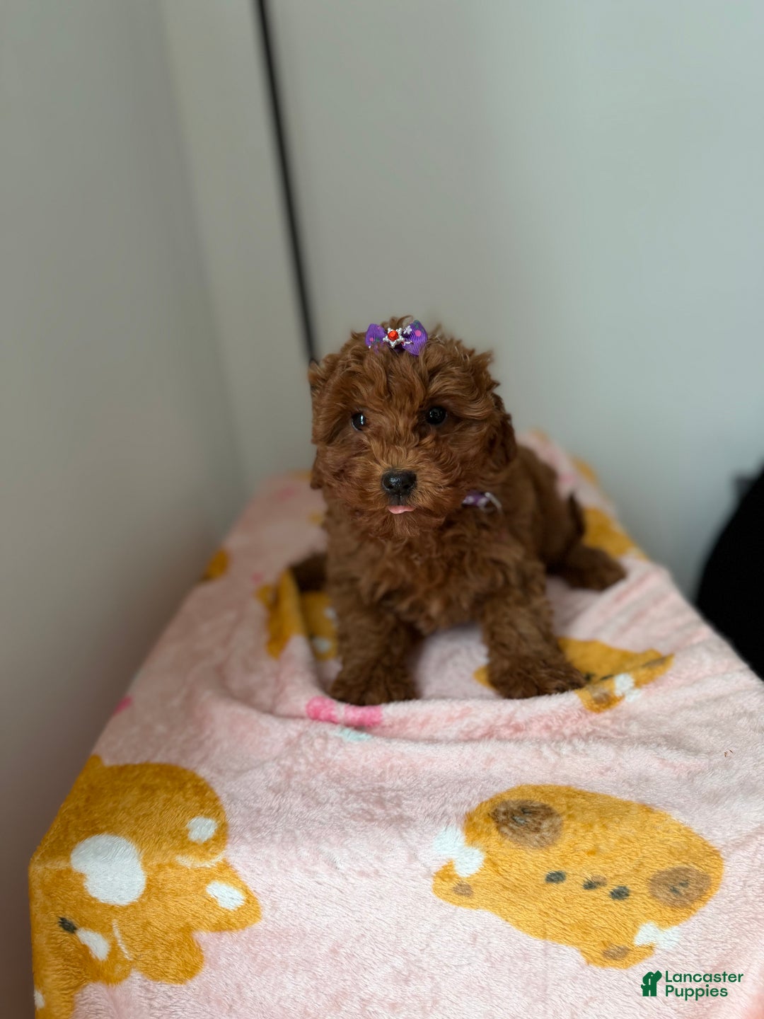 Toy Poodle dogs for sale: Polly - Ad 5