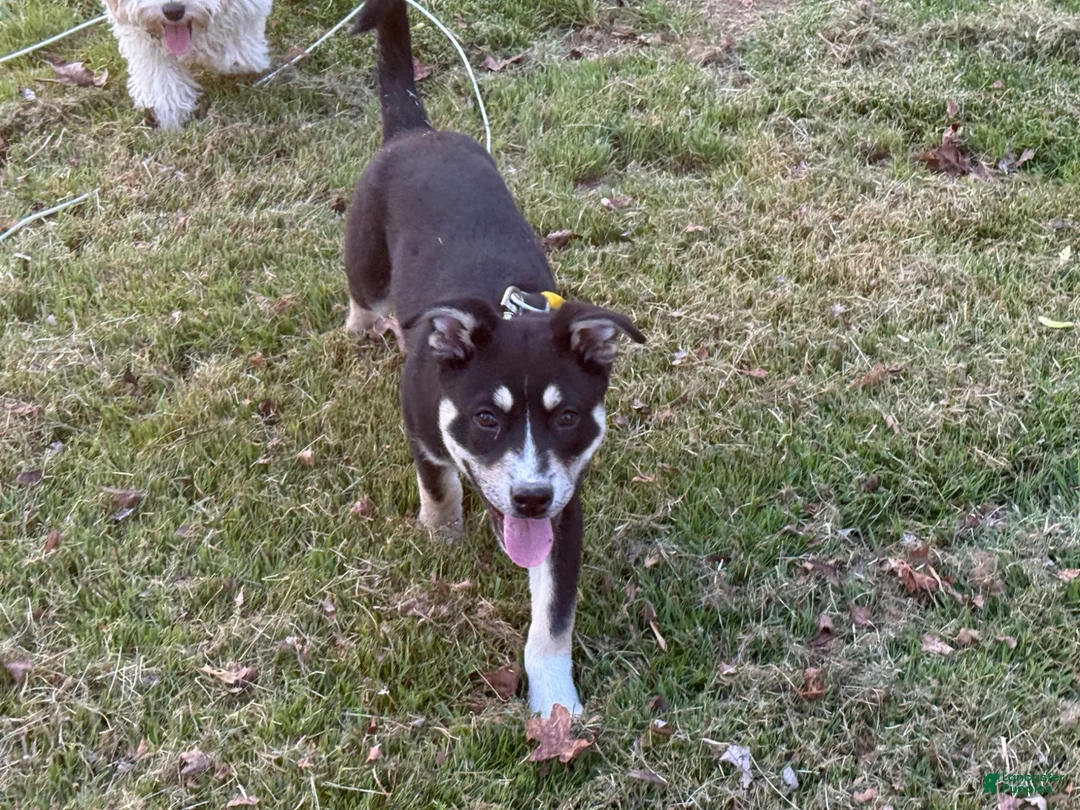 Gerberian Shepsky dogs for sale: Lisa - Ad 1