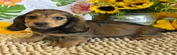 Miniature Dachshund dogs for sale: Shadow - Ad 1