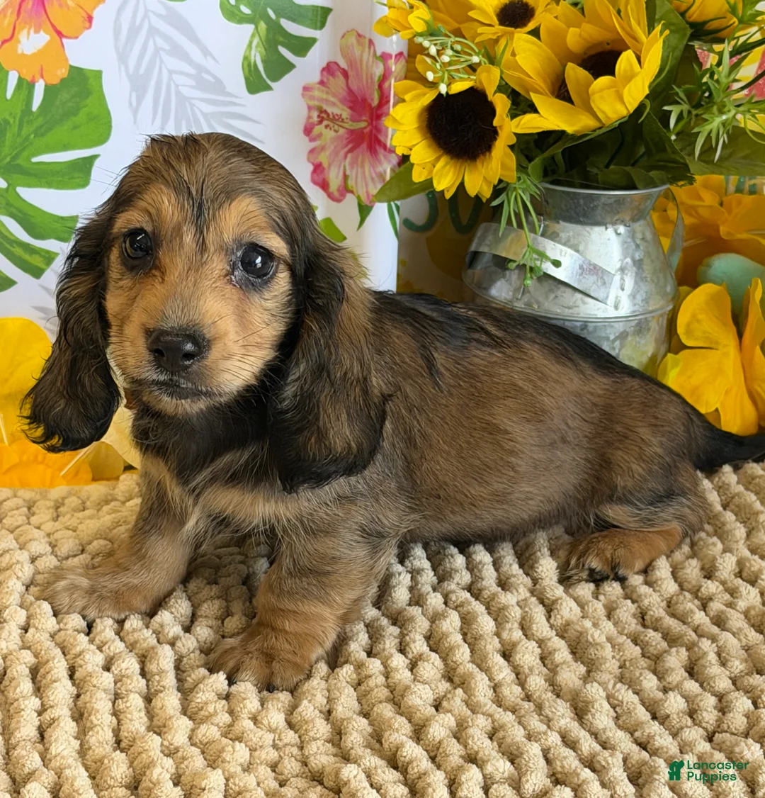 Miniature Dachshund dogs for sale: Shadow - Ad 1