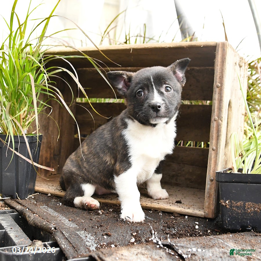 Mixed Breed dogs Opal - Ad 2