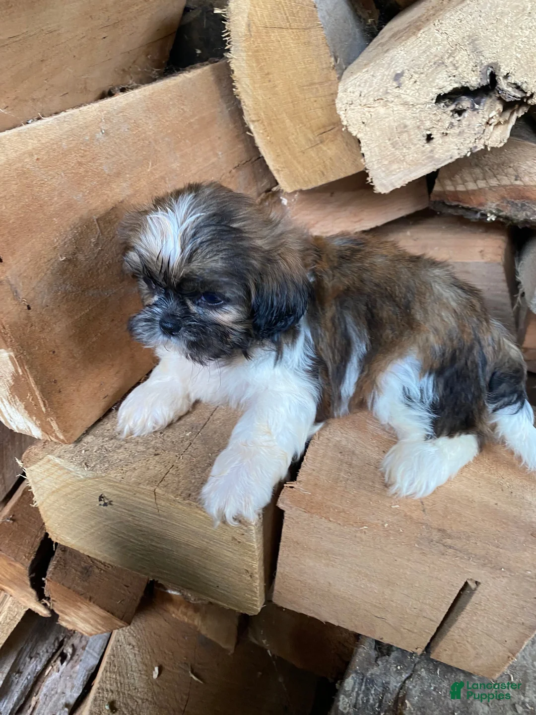 Shih Tzu dogs for sale: Trixie - Ad 9