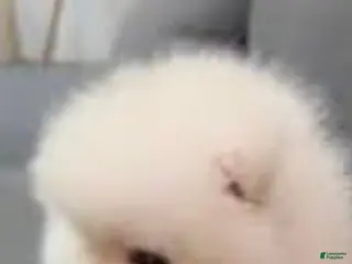 Pomeranian dogs Bon bon - Ad 6