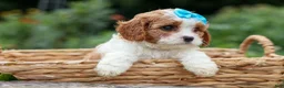 Cavapoo dogs for sale: Victor 🐾 - Ad 15