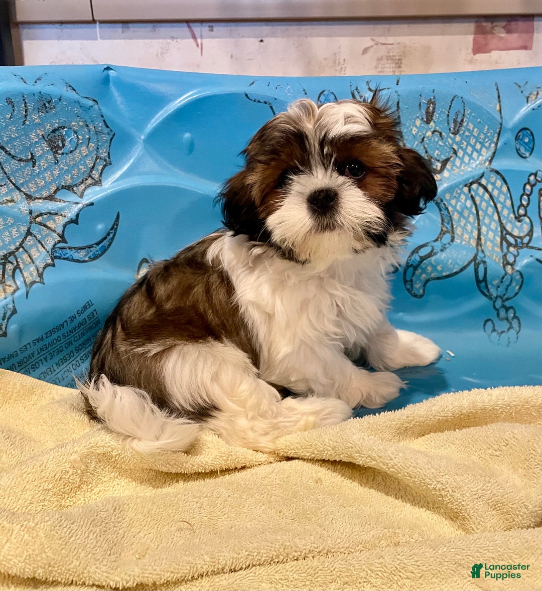 Shih Tzu dogs for sale: Merv - Ad 1