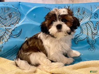 Shih Tzu dogs Merv - Ad 24