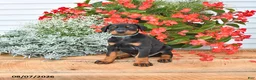 Doberman Pinscher dogs for sale: Otto - Ad 5