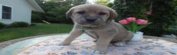 Cane Corso dogs for sale: Cane Corso Puppy 7 King - Ad 2