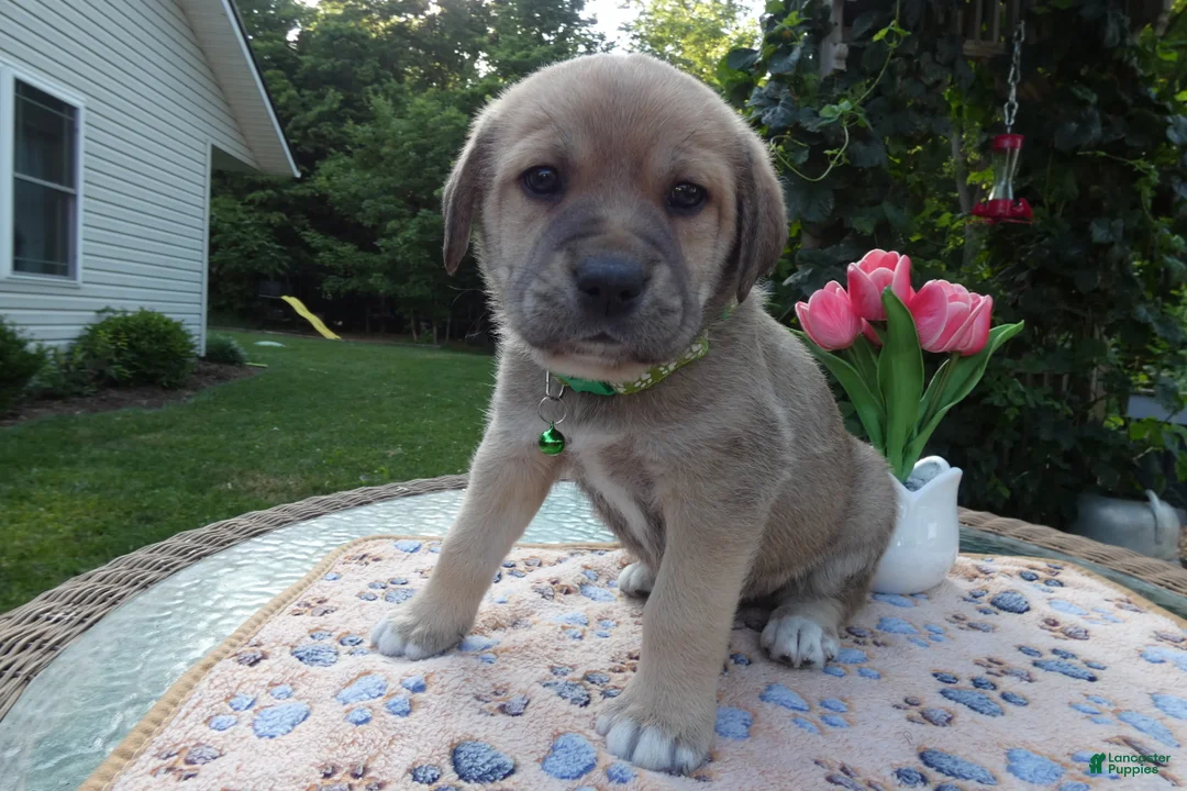Cane Corso dogs for sale: Cane Corso Puppy 7 King - Ad 2