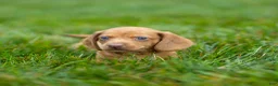 Miniature Dachshund dogs for sale: Mylan Miniature Dachshund  - Ad 9