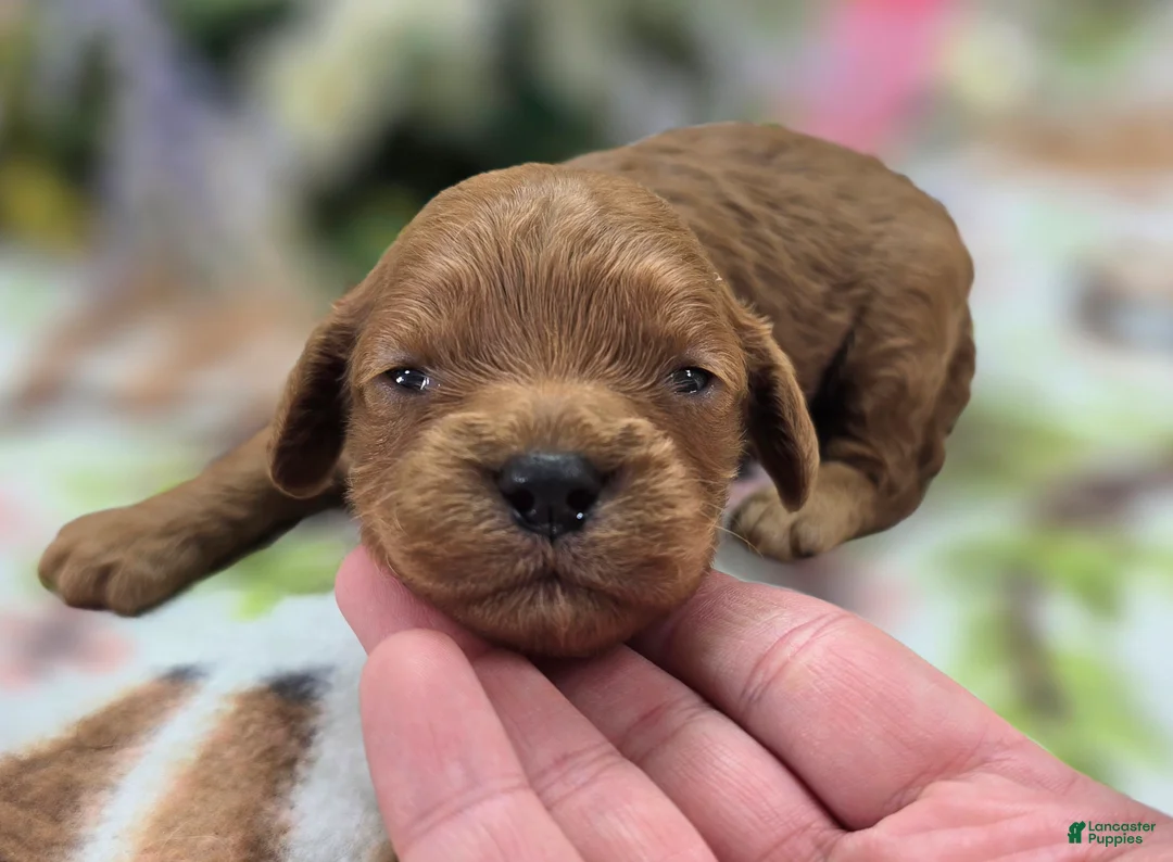 Cockapoo dogs for sale: Paris - Ad 2