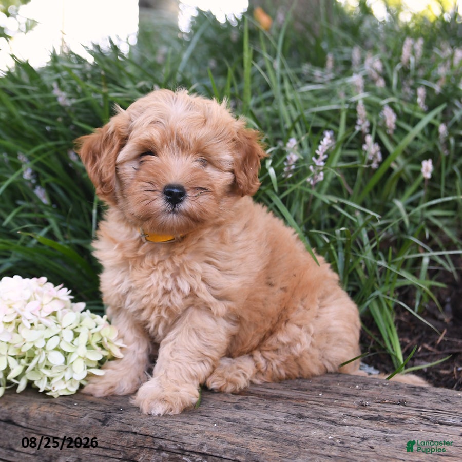 Cavapoo dogs Lemon - Ad 1