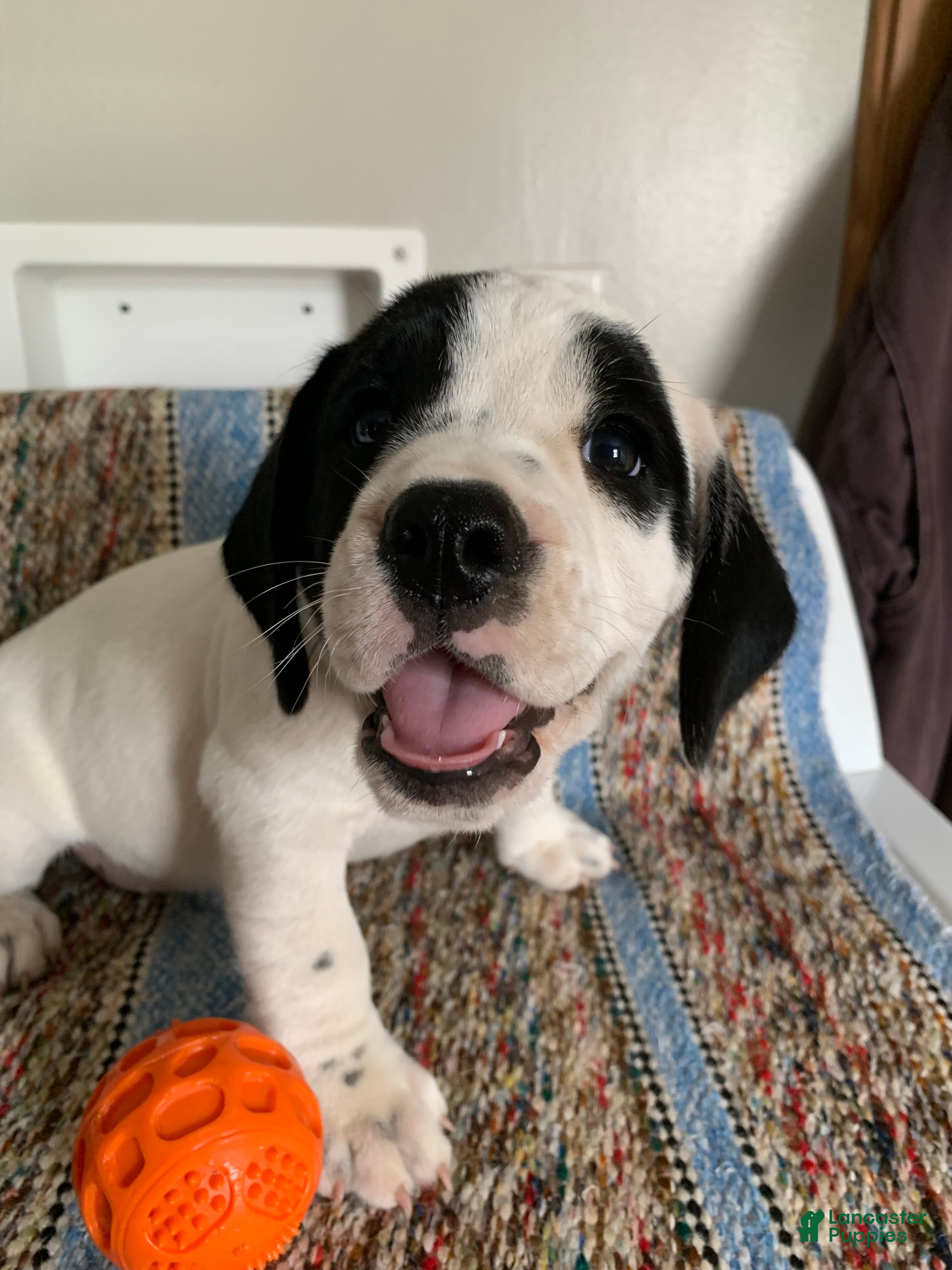 Beabull dogs for sale: Lexi - Ad 3