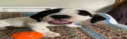Beabull dogs for sale: Lexi - Ad 1