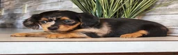 Miniature Dachshund dogs for sale: Macy - Ad 8
