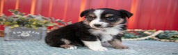 Miniature Australian Shepherd dogs for sale: Lynette - Ad 6