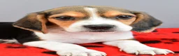 Beagle dogs for sale: Dandy - Ad 3