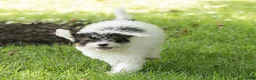 Miniature Poodle dogs for sale: Sparky Miniature Poodle  - Ad 3