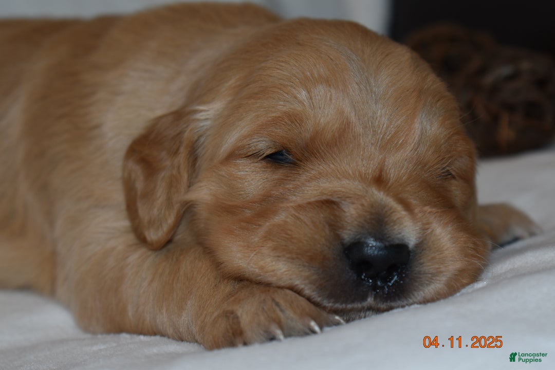 Golden Retriever dogs for sale: Lhadi - Ad 5