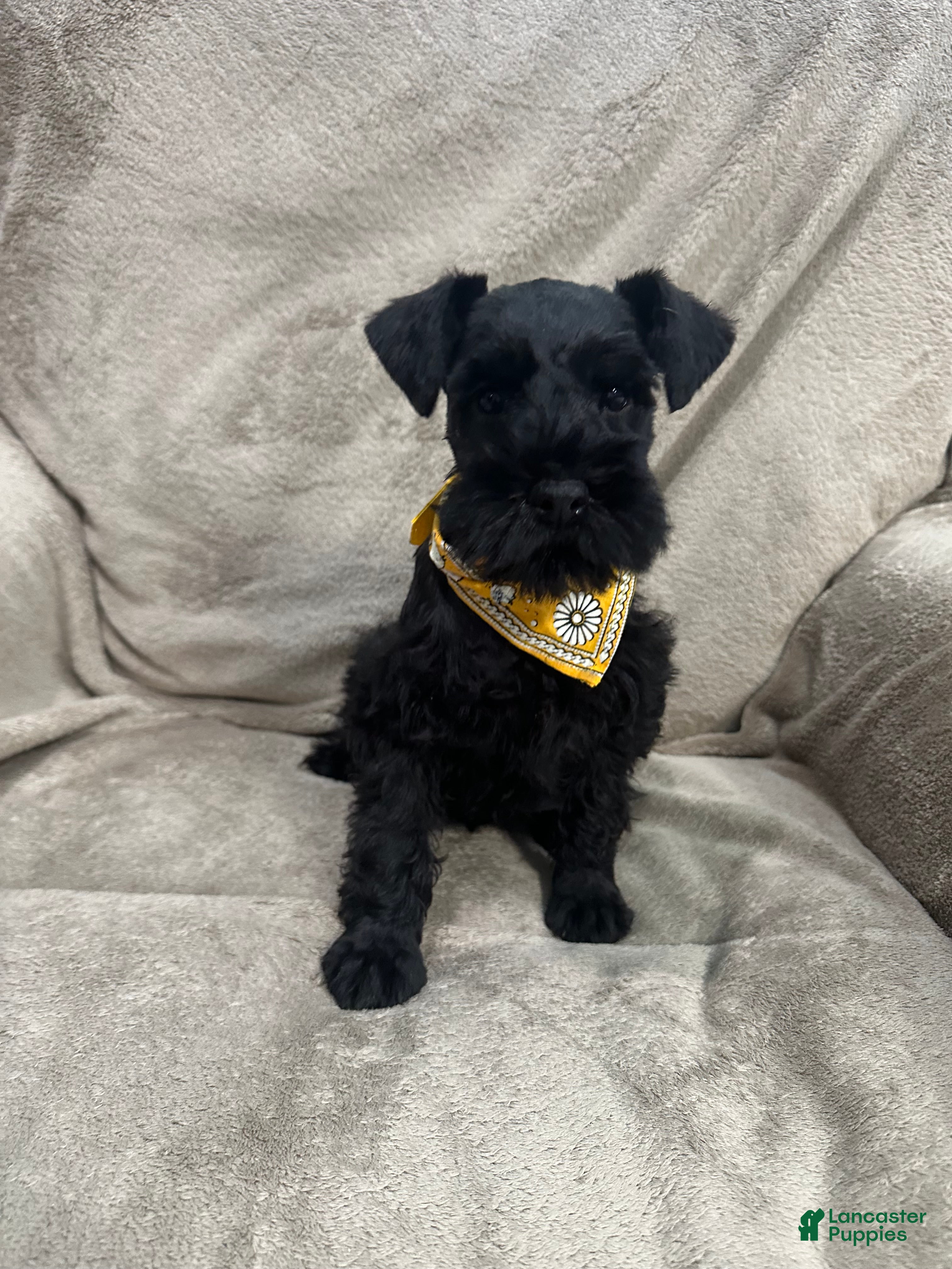 Miniature Schnauzer dogs Hunter - Ad 36