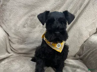 Miniature Schnauzer dogs Hunter - Ad 36