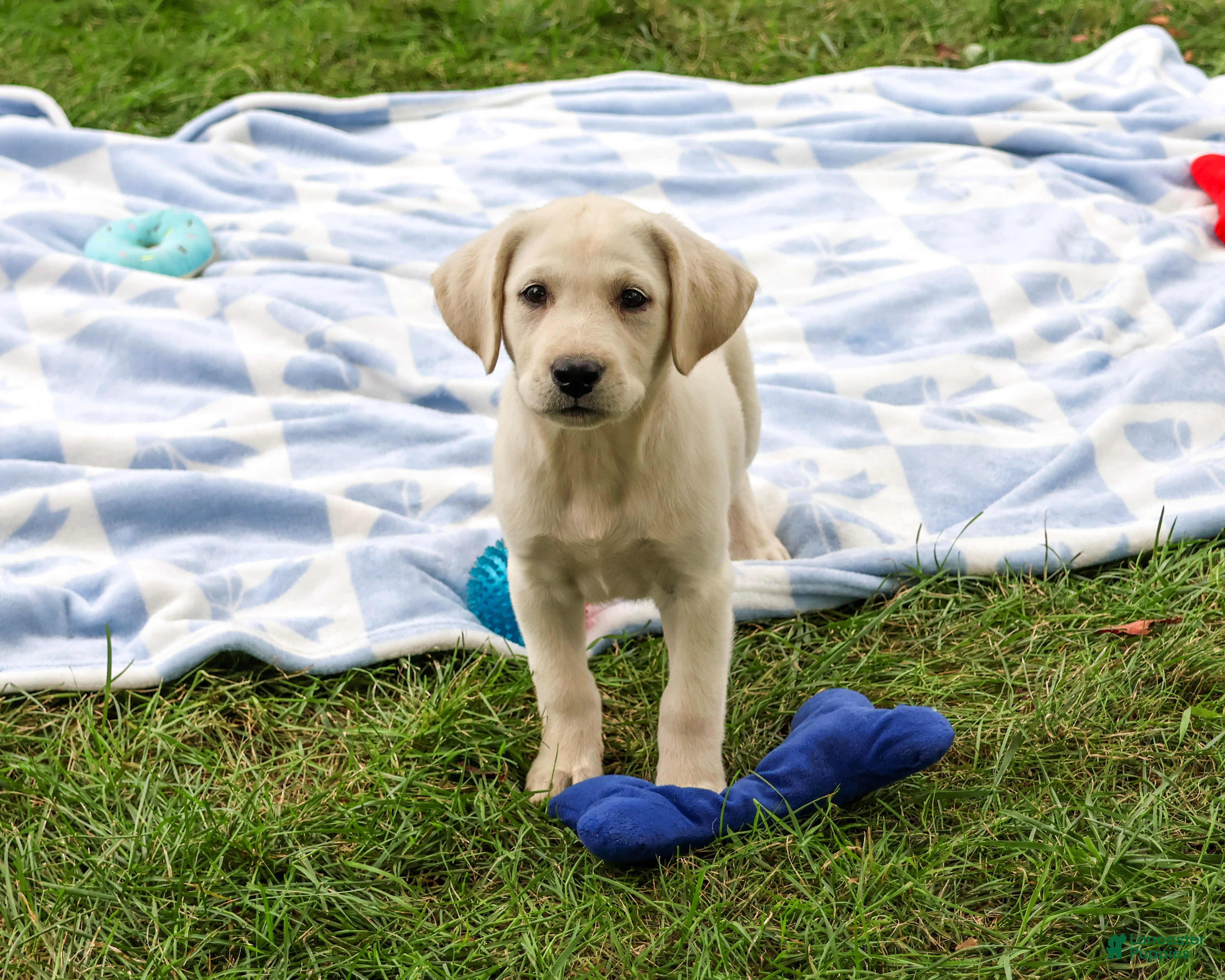 Rambo (Labrador, Male) in Syracuse, IN