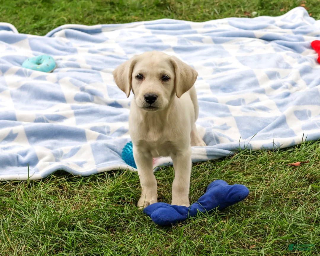 Labrador Retriever dogs for sale: Rambo - Ad 1