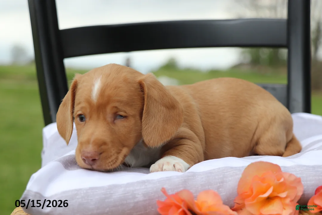 Miniature Dachshund dogs for sale: Amigo - Ad 2
