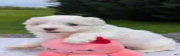 Maltese dogs for sale: Maltese 2 - Ad 5