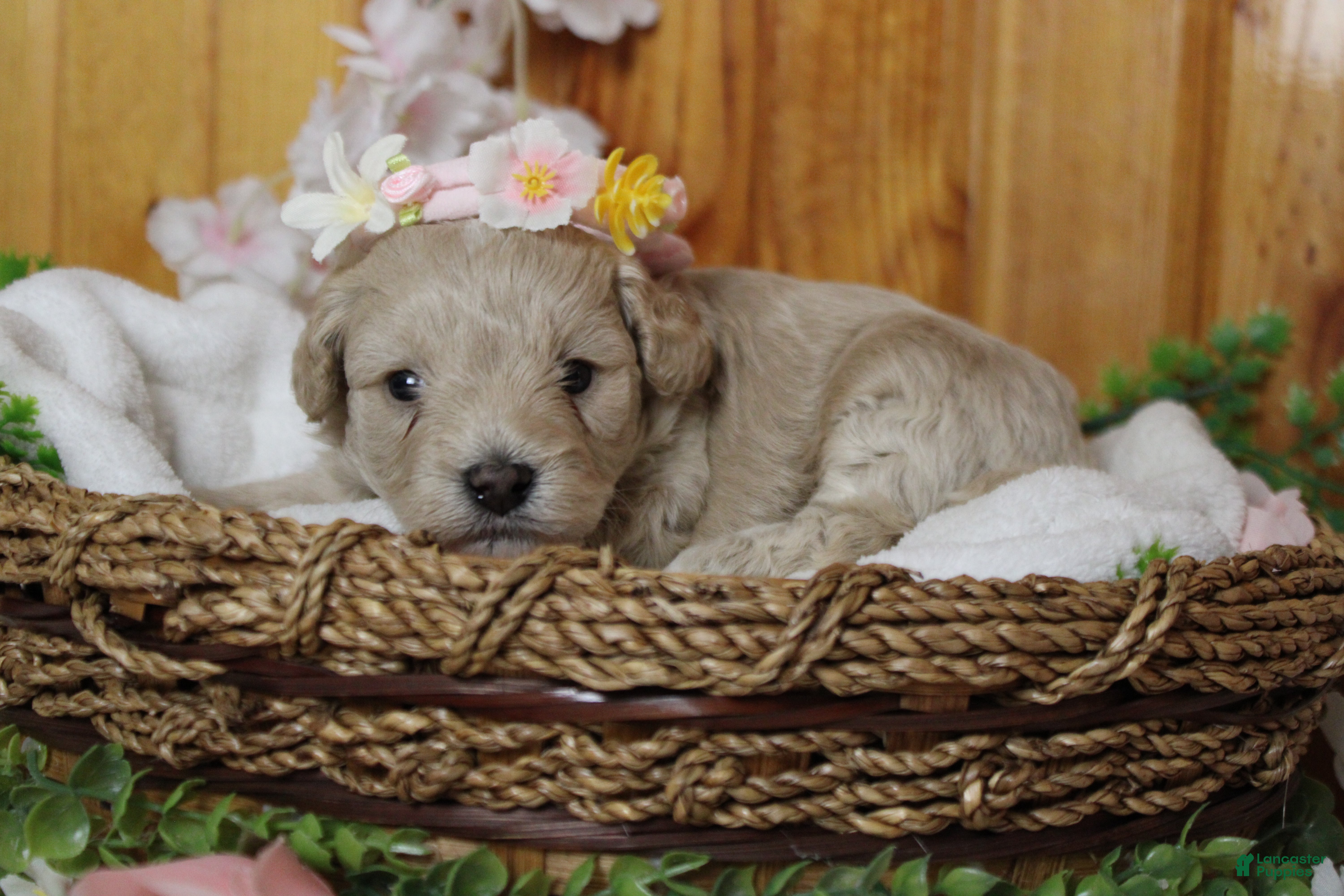 Toy Poodle dogs Simon  - Ad 10