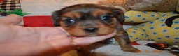 Cavalier King Charles Spaniel dogs for sale: Cavalier King Charles Spaniel Puppy 5- Jesse - Ad 3