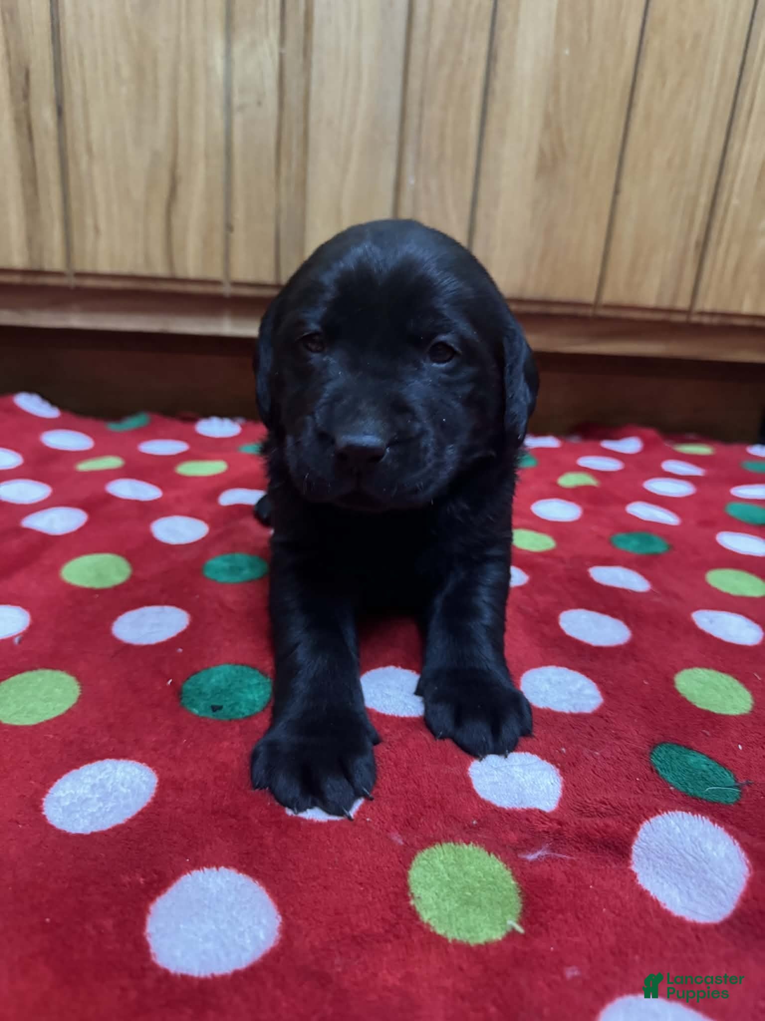 Labrador Retriever dogs Tulip - Ad 15