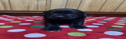 Labrador Retriever dogs for sale: Tulip - Ad 1