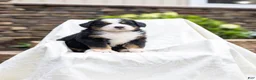 Bernese Mountain Dog dogs for sale: Ruby - Ad 1
