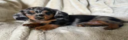Miniature Dachshund dogs for sale: Sebastian - Ad 4