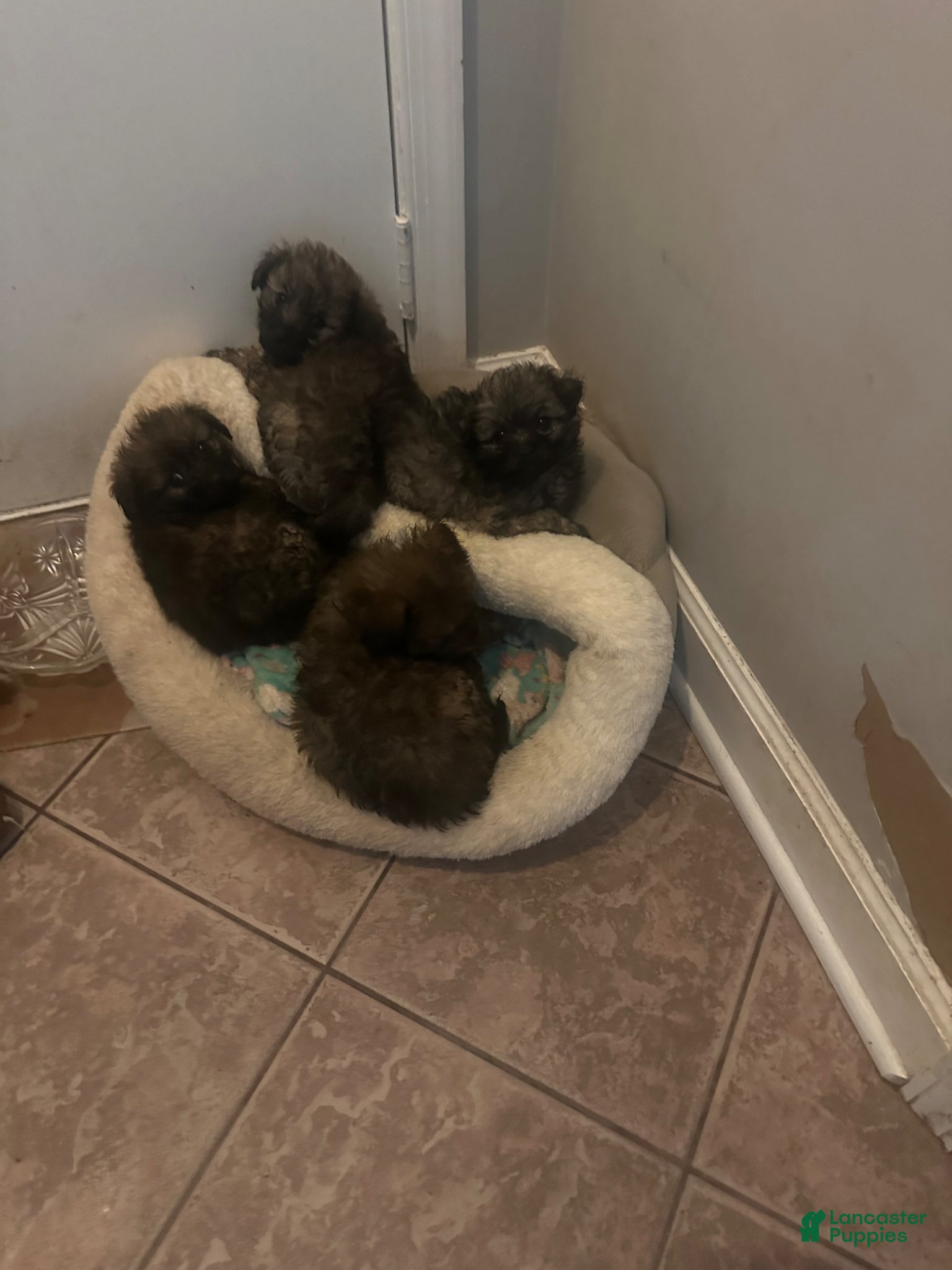 Pomapoo dogs Pomapoo Puppy 2 - Ad 21