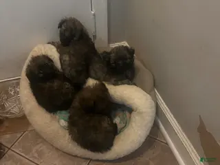 Pomapoo dogs Pomapoo Puppy 2 - Ad 21